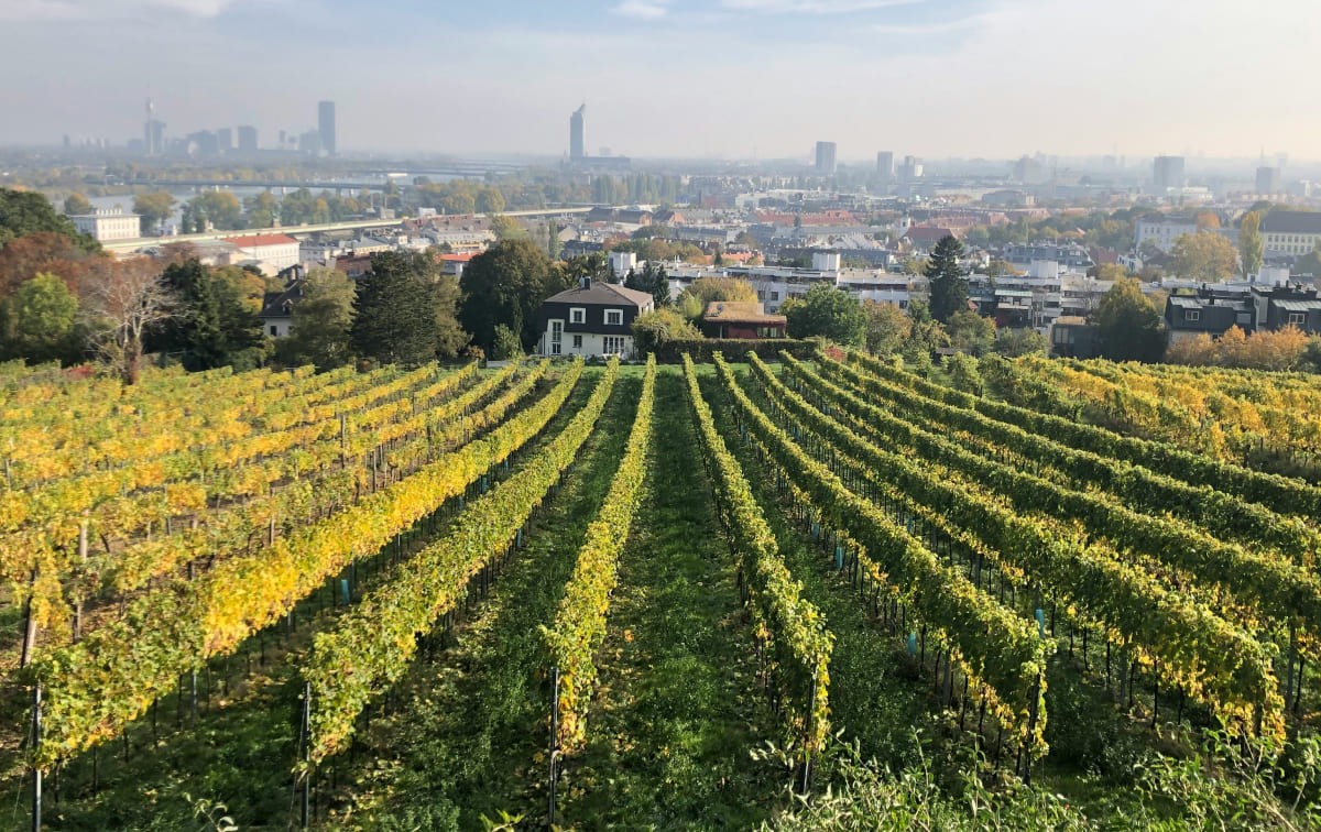 Wiener Weinberge mit Panoramablick &uuml;ber die &ouml;sterreichische Hauptstadt &copy; Unsplash / Arno Senoner