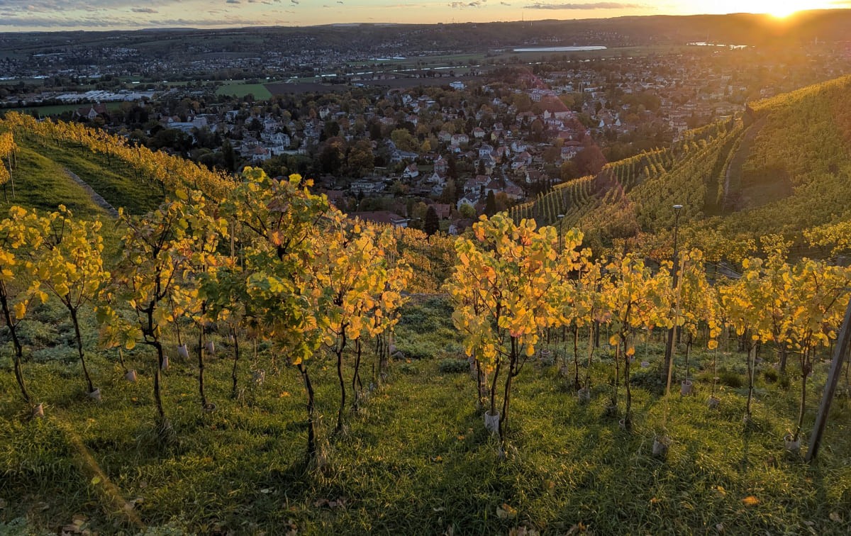 Weinberge am Wiener Nussberg mit Blick &uuml;ber die Stadt Wien &copy; Unsplash / themi